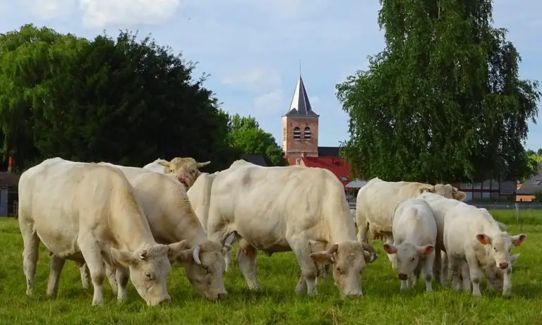 Camphin-en-Pévèle eglise