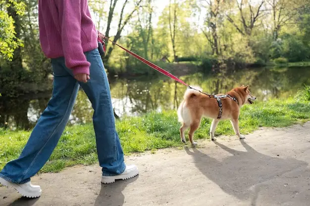 Camphin-en-Pévèle chien
